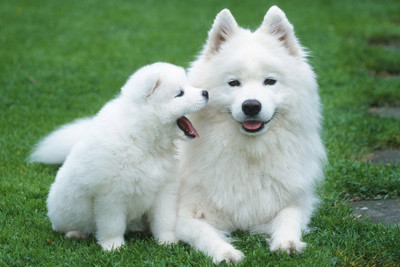 

Just Cute - Puppy with his Mother Paper Print(12 inch X 18 inch)