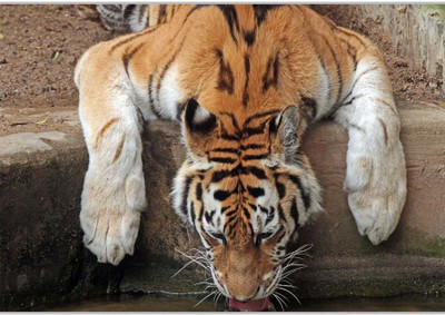 

Posterhouzz Tiger Drinking Water Paper Print(12 inch X 18 inch, Rolled)