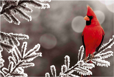 

Birds Paper Print(19 inch X 13 inch, Rolled)