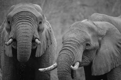 

couple of elephants poster Fine Art Print(12 inch X 18 inch, Rolled)