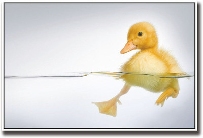 

Little yellow duck Fine Art Print(12 inch X 18 inch, Rolled)