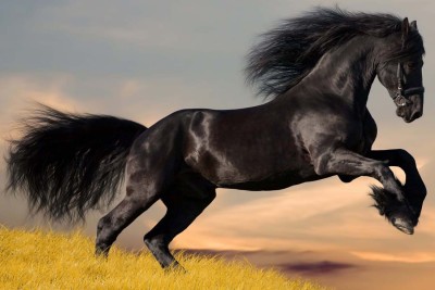 

Majestic Horse Black Beauty Paper Print(12 inch X 18 inch, Rolled)