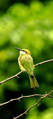 50% OFF on Brid B02 Paper Print(44 inch X 20 inch)