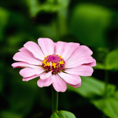 50% OFF on Colourful Flowers 103 Canvas Art(30 inch X 30 inch)