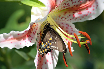 

Aura - Butterfly Coming out of Flower Paper Print(12 inch X 18 inch)