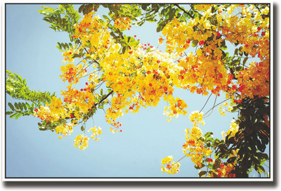 

Bright yellow flowers Fine Art Print(12 inch X 18 inch, Rolled)