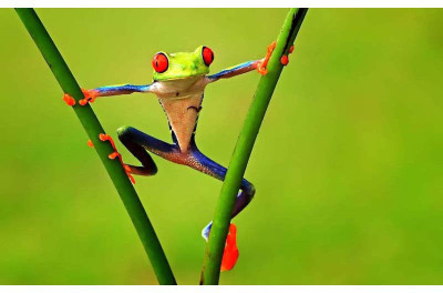 

Circus of a Frog - Medium Size Ready To Frame Rolled Digital Art Print On Photographic Paper(27 inch X 18 inch, Rolled)