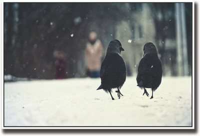 

Two Black birds Fine Art Print(12 inch X 18 inch, Rolled)
