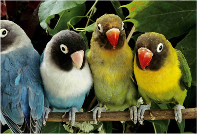 

Birds Paper Print(19 inch X 13 inch, Rolled)
