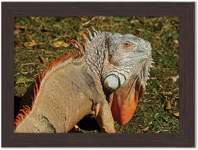 

Chameleon Nature Themed Framed Poster Photographic Paper(13.5 inch X 10 inch, Box Packing)
