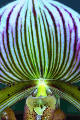 

Posterhouzz Flower Fine Art Print Poster Fine Art Print(18 inch X 12 inch, Rolled)