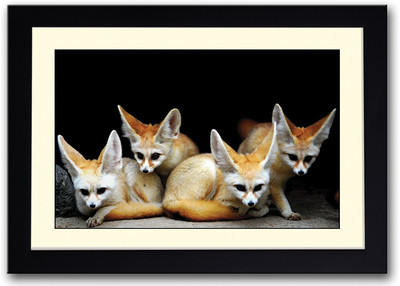 

4 Cute Animals Fenek Fine Art Print(14 inch X 20 inch, Framed)