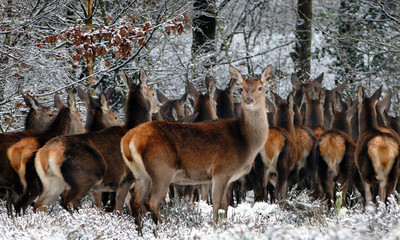 

deer group in ice poster Fine Art Print(11 inch X 18 inch, Rolled)