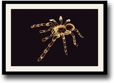 

Spider Fine Art Print(10 inch X 14 inch, Framed)