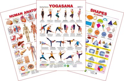 Set of 3 Educational Wall Charts (Human Anatomy, Yogasana 1 & Shapes) Paper Print(28 inch X 19 inch, Rolled)