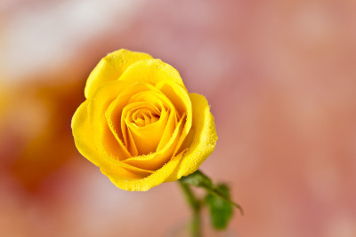 50% OFF on Rose close-up Paper Print(18 inch X 27 inch) 50% OFF on Rose close-up Paper Print(18 inch X 27 inch)