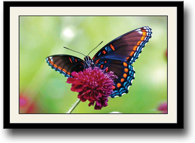 

Butterfly on purple flower Fine Art Print(10 inch X 14 inch, Framed)