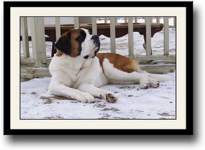 

Cute dog Fine Art Print(10 inch X 14 inch, Framed)