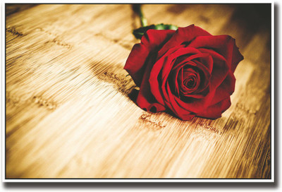 

Beautiful red rose Fine Art Print(12 inch X 18 inch, Rolled)