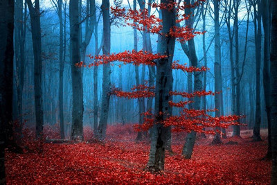 

Nature Fine Art Print(32 inch X 48 inch, Rolled)