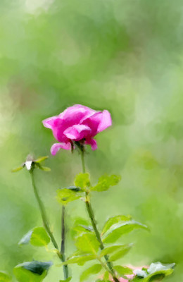 50% OFF on Colourful Flowers 111 Canvas Art(30 inch X 20 inch)