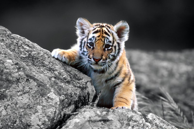 

Just Cute - Cub On The Rocks Paper Print(12 inch X 18 inch)
