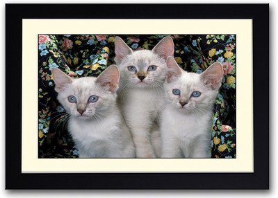 

Three Cute Cats With Grey Eyes Fine Art Print(14 inch X 20 inch, Framed)