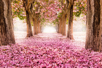 

Oshi - Pink Forest Paper Print(12 inch X 18 inch, Streched)