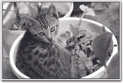 

Small Cat in Flower Pot Paper Print(12 inch X 18 inch)
