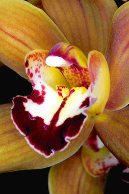 

Posterhouzz Flower Fine Art Print Poster Fine Art Print(18 inch X 12 inch, Rolled)