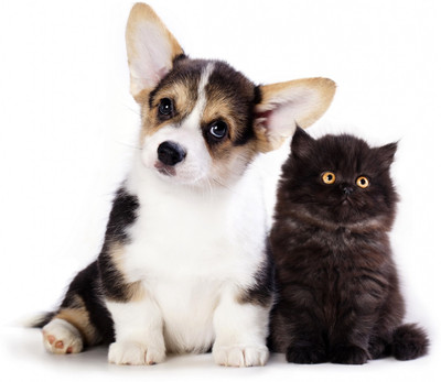 

Oshi - Cute Dog and Cat Friendship Paper Print(12 inch X 18 inch, Streched)