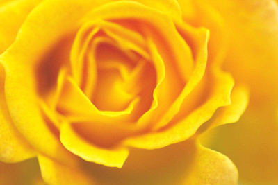 

Posterhouzz Flower Fine Art Print Poster Fine Art Print(12 inch X 18 inch, Rolled)