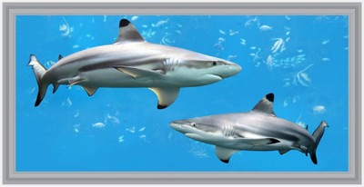 

Impression Wall Shark Fish Poster (without Frame) Paper Print(19 inch X 36 inch, Rolled)