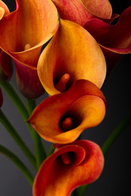 

Floral Canvas Art(48 inch X 32 inch)