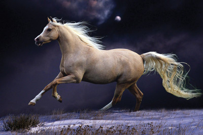

Arab Horse Paper Print(12 inch X 18 inch, Rolled)