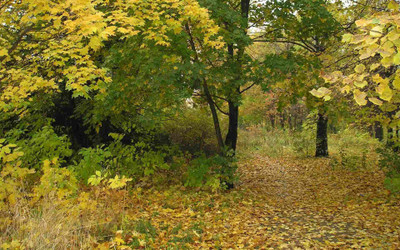 

Posterhouzz Autumn Fine Art Print Poster Fine Art Print(12 inch X 18 inch, Rolled)