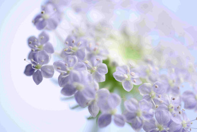 

Posterhouzz Flower Fine Art Print Poster Fine Art Print(12 inch X 18 inch, Rolled)