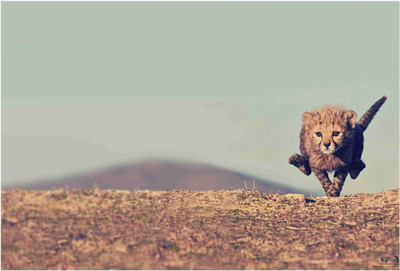 

Animals Paper Print(19 inch X 13 inch, Rolled)