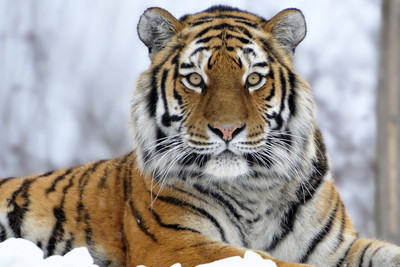 

Sharp Eye Tiger Paper Print(12 inch X 18 inch)