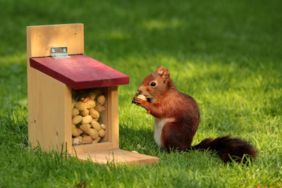 

Oshi - Cute Squirrel Paper Print(12 inch X 18 inch, Stretched)