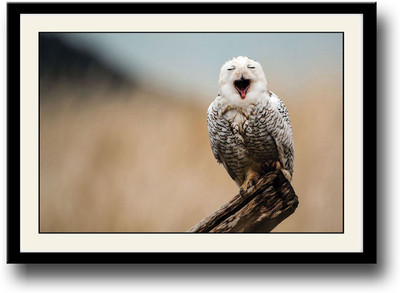 

Snowy Owl Fine Art Print(10 inch X 14 inch, Framed)