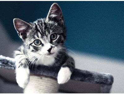 

Cuteness of a Kitten - Medium Size Ready To Frame Rolled Digital Art Print On Photographic Paper(24 inch X 18 inch, Rolled)