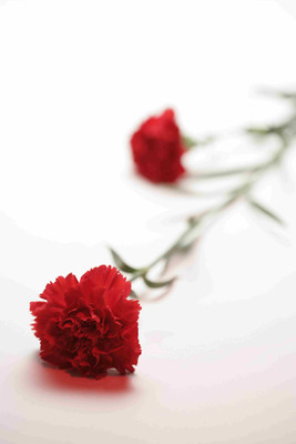 

Posterhouzz Flower Fine Art Print Poster Fine Art Print(18 inch X 12 inch, Rolled)
