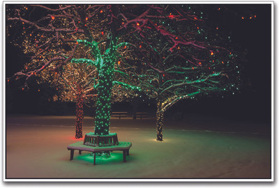 

Lights on Tree Paper Print(12 inch X 18 inch)