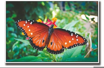 

Posterhouzz Yellow and black butterfly on flower Fine Art Print(12 inch X 18 inch, Rolled)