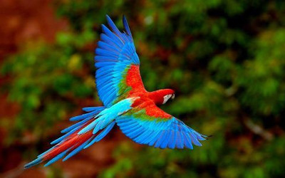 

Colourful Parot Photographic Paper(12 inch X 18 inch, Rolled)