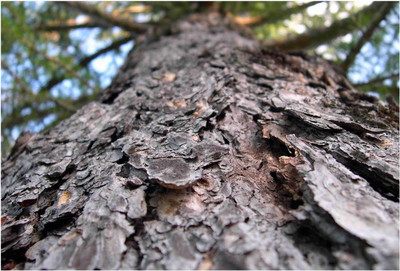 

Nature Paper Print(19 inch X 13 inch, Rolled)