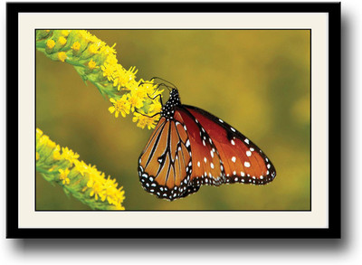 Butterfly on yellow flowers Fine Art Print(10 inch X 14 inch, Framed)