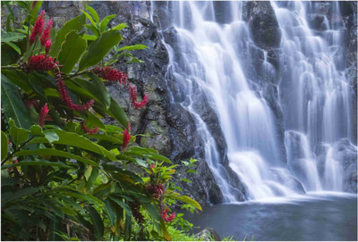 

Nature Paper Print(19 inch X 13 inch, Rolled)