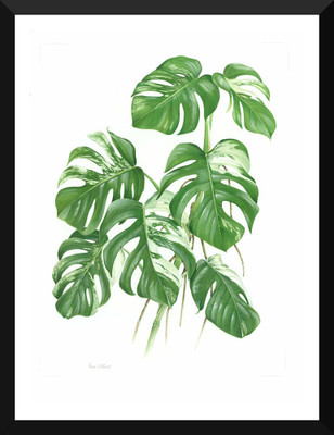 

Tallenge - Oil Painting of Variegated Cheese Plant - Small Size Ready-to-hang Framed Art Print On - Small Size Framed Art Print On Photographic Paper(9 inch X 12 inch, Framed)